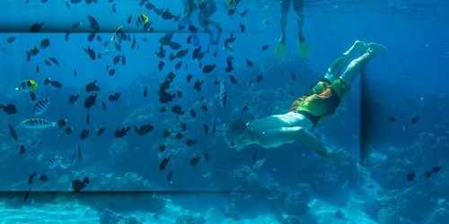 decouverte-jardin-de-corail
