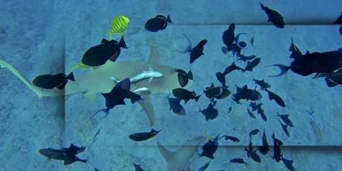 requin-poisson-tours-bora-bora
